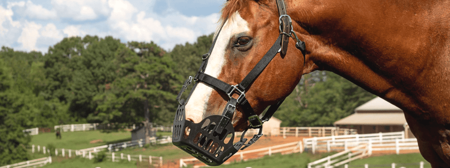 Greenguard Grazing Muzzle - Fitting Guide