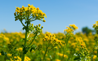 Ragwort Advice For Horse Owners