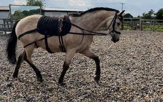 Equine-Therapy-Products-Put-to-the-Test-Create-Your-Horse-Physiotherapy-Plan| Online For Equine