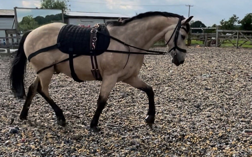 Equine Therapy Products Put to the Test - Create Your Horse Physiotherapy Plan