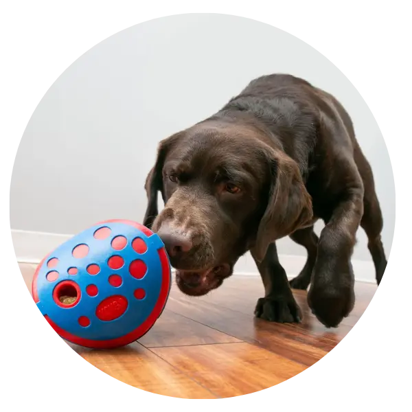 AKC® S.A.F.E. Dog Grooming Program - American Kennel Club