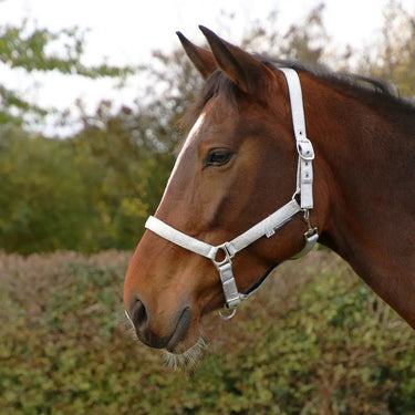 Hy Equestrian Glitzy Headcollar| Online For Equine