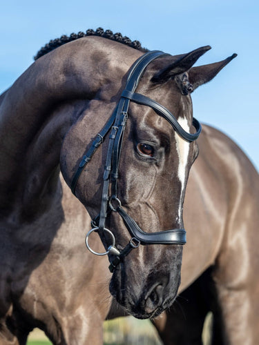 Buy Digby & Fox Bandana | Online for Equine