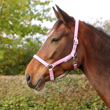 Hy Equestrian Glitzy Headcollar| Online For Equine