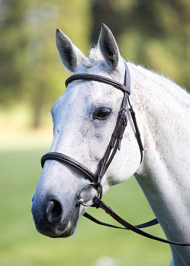 Shires Avignon Padded Raised Cavesson Bridle