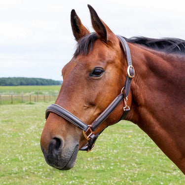 Hy Equestrian Chromatic Leather Head Collar| Online For Equine