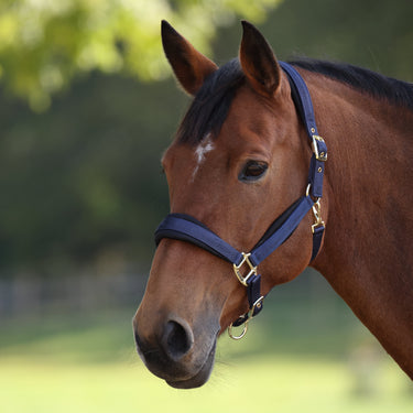 Shires Navy ARMA Padded Headcollar| Online For Equine