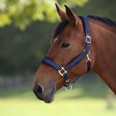 Shires Navy ARMA Padded Headcollar| Online For Equine
