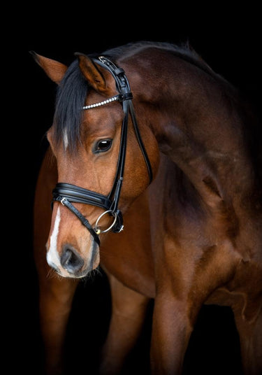 Buy Catago Savi Bridle | Online for Equine