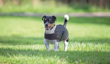 Buy the Digby & Fox Wax Dog Coat | Online for Equine
