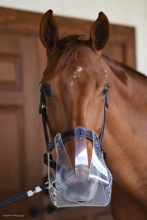 Buy ThinLine Flexible Filly Grazing Muzzle | Online for Equine