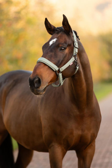 LeMieux Essence Headcollar Rosemary| Online For Equine