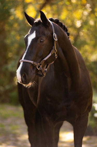 LeMieux Ropella Headcollar Lilac