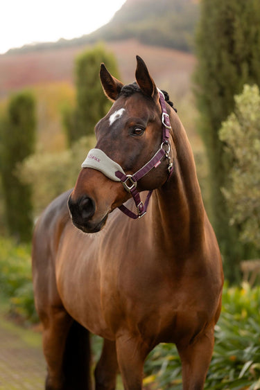 LeMieux Vogue Headcollar & Leadrope Damson