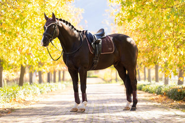 LeMieux Loire Classic Dressage Square Damson| Online For Equine
