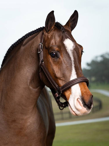 LeMieux Stitched Hunter Headcollar Havana| Online For Equine