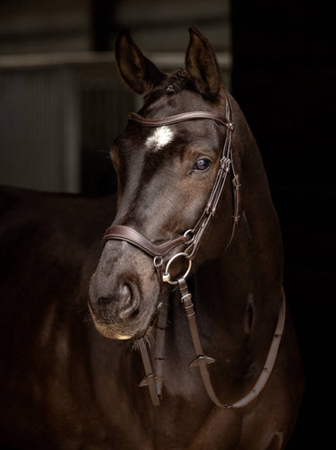 Buy Digby & Fox Bandana | Online for Equine