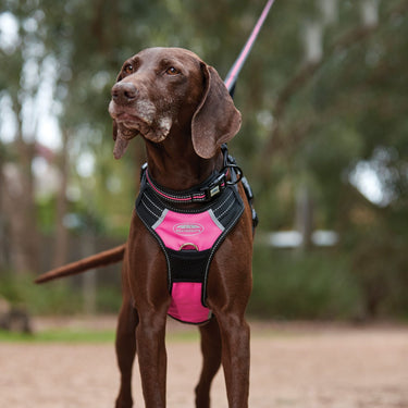 Weatherbeeta Anti Pull/Travel Dog Harness