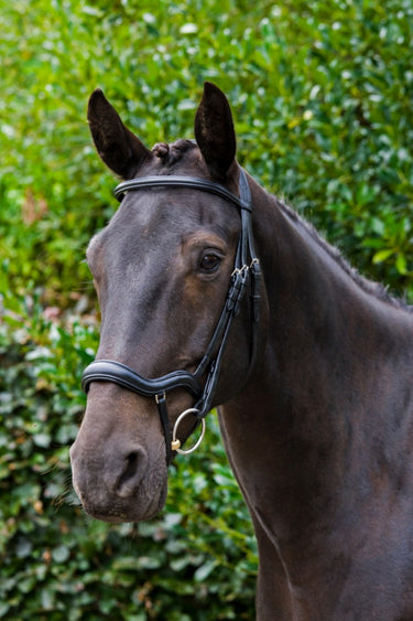 Buy Ecorider Ecosoft Finesse Bridle | Online for Equine