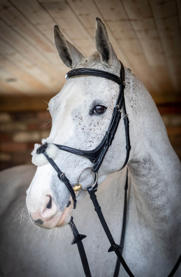 Buy LeMieux Grackle Bridle| Online for Equine