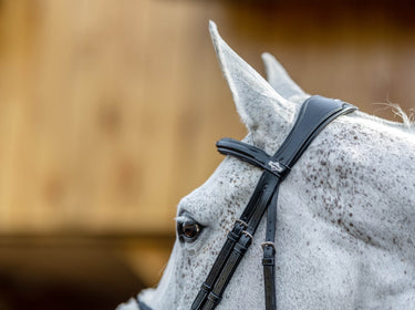 Buy LeMieux Grackle Bridle| Online for Equine