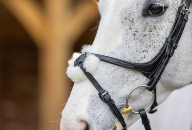 Buy LeMieux Grackle Bridle| Online for Equine