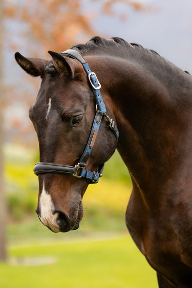 Buy Le Mieux Capella Headcollar Atlantic|Online for Equine