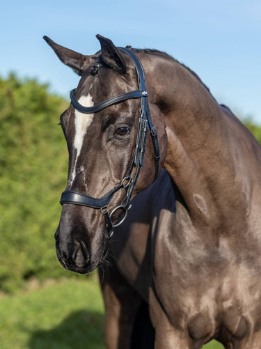 Buy Digby & Fox Bandana | Online for Equine