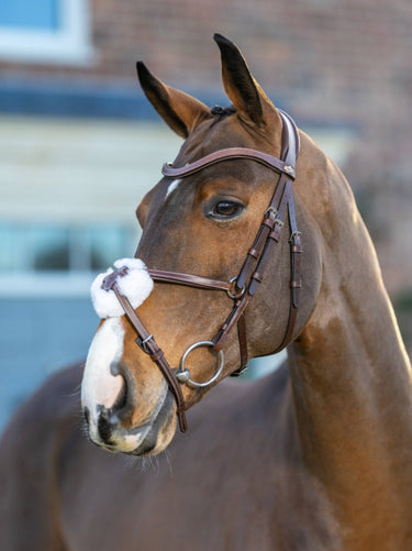 Buy Digby & Fox Bandana | Online for Equine