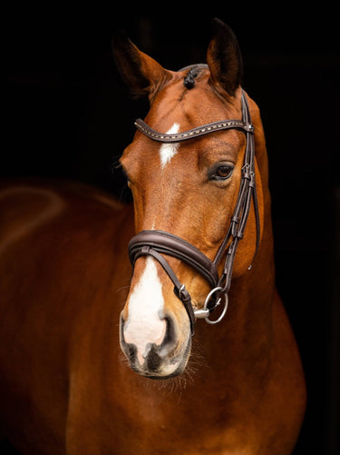 Buy Digby & Fox Bandana | Online for Equine