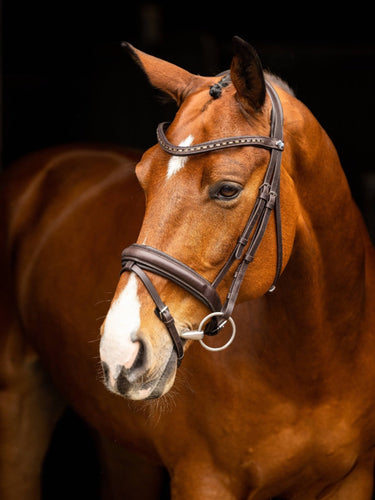 Buy Digby & Fox Bandana | Online for Equine