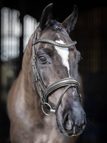 Buy Digby & Fox Bandana | Online for Equine