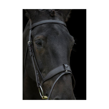 Buy the EcoRider Show Comfort Anatomical Bridle | Online for Equine