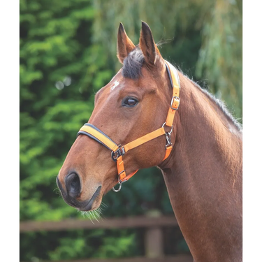 Shires Deluxe Padded Headcollar