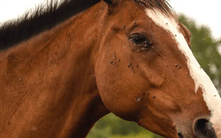 Which-Fly-Spray-Is-Best-For-My-Horse| Online For Equine