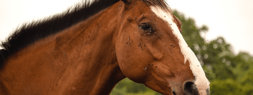 Which Fly Spray Is Best For My Horse?