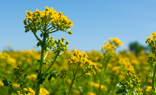 Ragwort Advice For Horse Owners