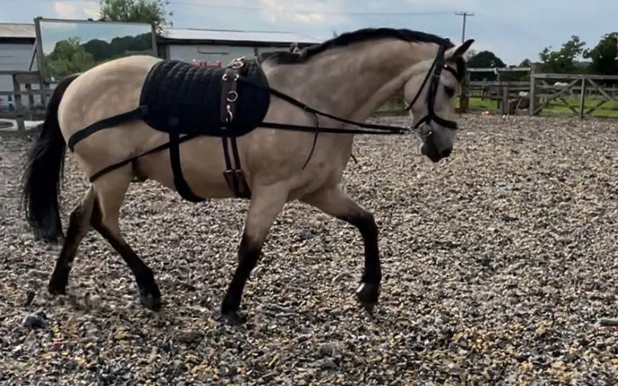 Equine-Therapy-Products-Put-to-the-Test-Create-Your-Horse-Physiotherapy-Plan| Online For Equine