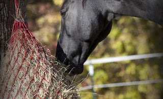 The 3 C’s of Horses’ Droppings