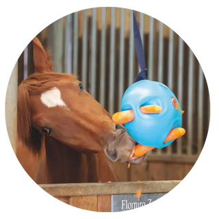 Gifts-For-Horses-Ponies| Online For Equine