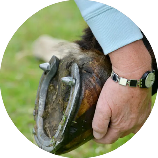 Liveryman-Studs-Plugs| Online For Equine
