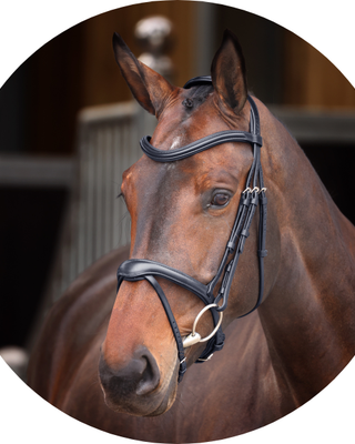 Shires-Bridle| Online For Equine