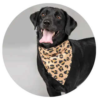 Dog-Accessories| Online For Equine