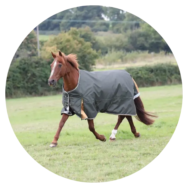 50g Turnout Rugs for Mild Weather & Transitional Seasons – Online For ...