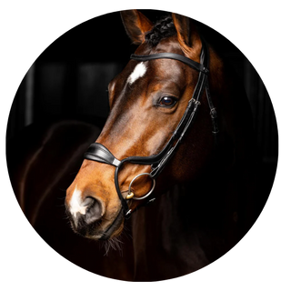 Anatomical Bridles