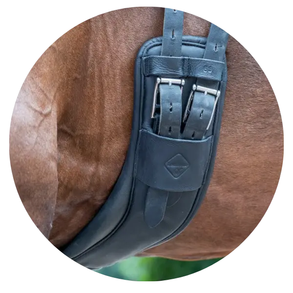 Anatomical-Girths| Online For Equine