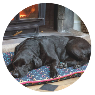 Dog Beds & Blankets