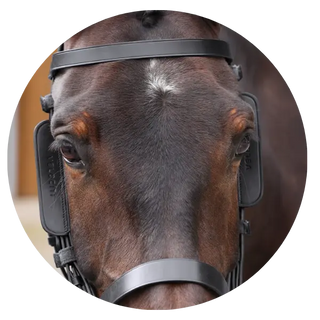 Bridle-Parts-Accessories| Online For Equine