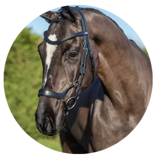 Bridles| Online For Equine