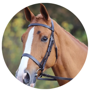 Cavesson Bridles